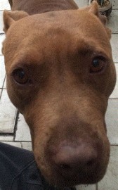 CANELITA